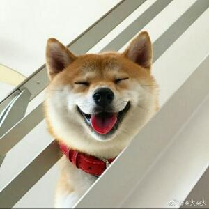 绿崽