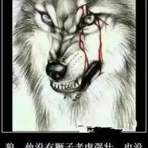 狼行天下