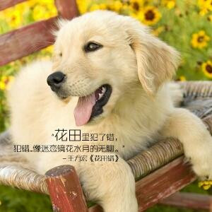安儿