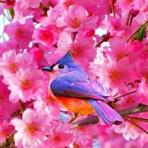 希望在明天