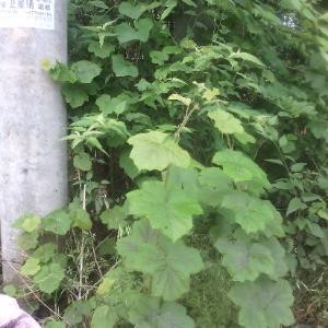 i496078097