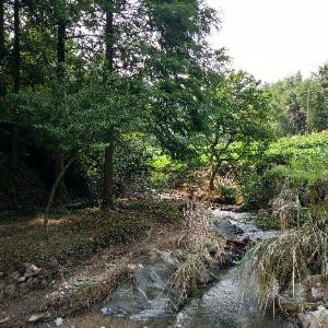 龙须山下不老松