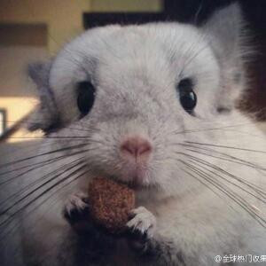 顾以森