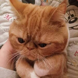 梧瑟