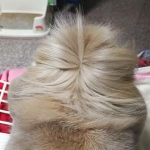 小丫