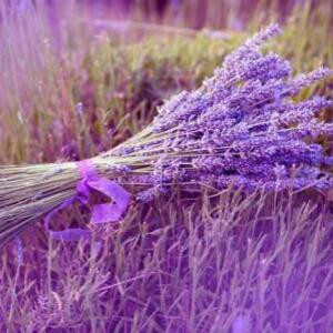 薰衣草