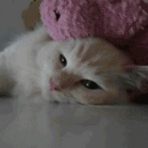 小蚊子