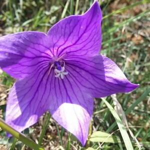 究竟花落谁家