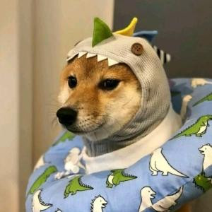 尾大柴冫胖尾柴