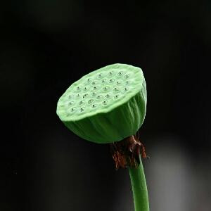 唐糖爱木子