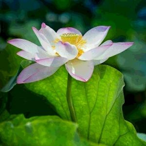 lily