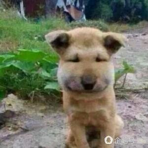 焕焕