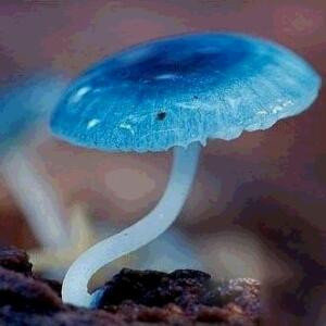 麦子