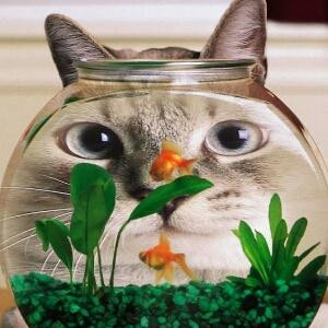 孤独的陌生人