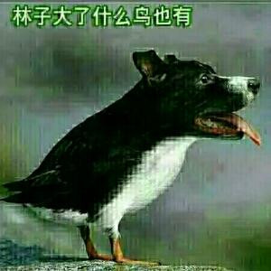 枫丶