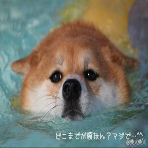 小小西瓜