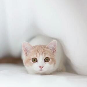 小猫咪