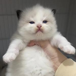 不止手撕面包