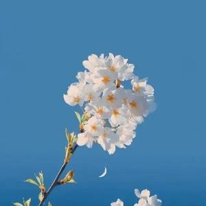 热心市民许女士