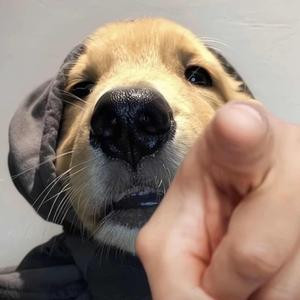 瑞秋
