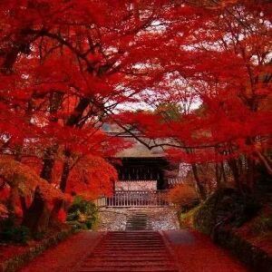甜