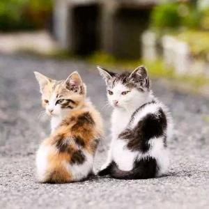 猫?