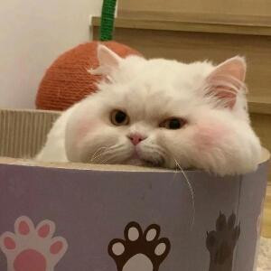 一口一个小鱼干
