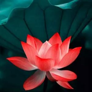 莲花仙子