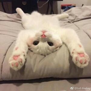 景仰者