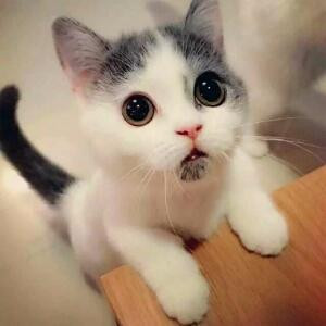 布艺诺斯爱丽丝