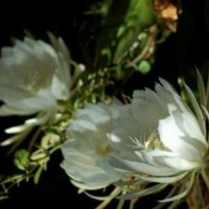 昙花一现