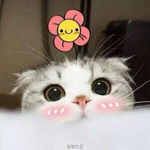 一只羊羊羊