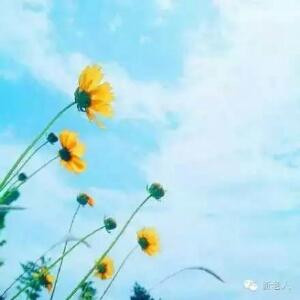 蓝天花开