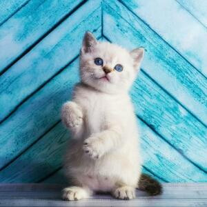 爱你的小猫