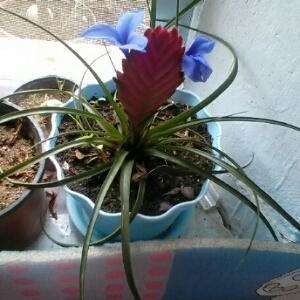 疯狂小霸王