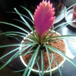 陌上烟雨