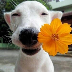 小燈芯
