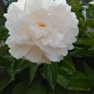 蜀驰