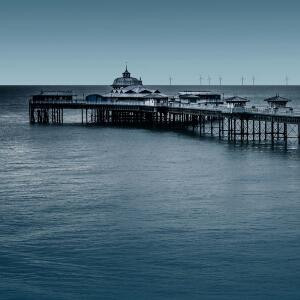 自由的飞翔