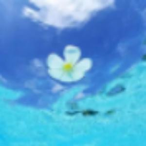 白菜虫