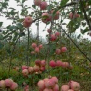 泡泡鱼