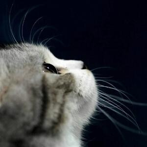 猫咪的笑傲江湖