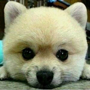 孤狼