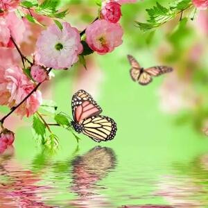 蝶恋花