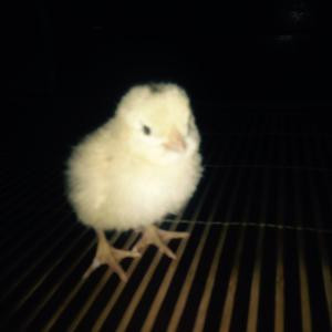 额头感觉