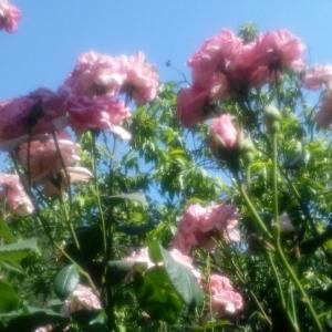 清露桃花里
