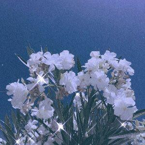 柒夏
