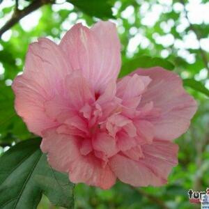 花剪时光