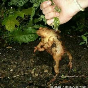 闯天涯