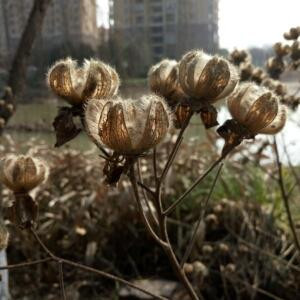 土豆
